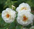 POMPEY MAGNUS rose photo