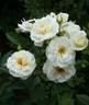 POMPEY MAGNUS rose photo