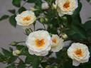POMPEY MAGNUS rose photo