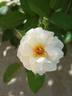 POMPEY MAGNUS rose photo