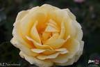 Julian Ursyn Niemcewicz rose photo