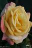 Julian Ursyn Niemcewicz rose photo