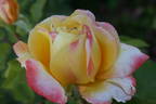 Julian Ursyn Niemcewicz rose photo