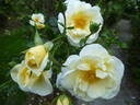 Tall Story ® rose photo