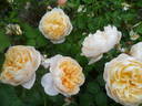 Charity rose photo