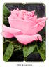 Pink Radiance rose photo