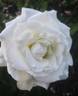 September Mourn ™ rose photo