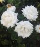 September Mourn ™ rose photo