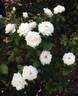 September Mourn ™ rose photo
