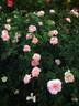 Apricot Drift rose photo