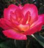 Rainbow Sorbet ™ rose photo