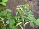 Quatre saisons blanche rose photo