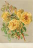 Perle de Lyon rose photo