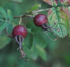 R. majalis rose photo