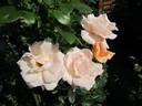 Everest Double Fragrance rose photo