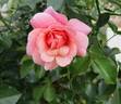 Festive Jewel rose photo