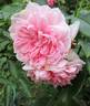 Dunham Massey rose photo