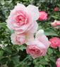 Dunham Massey rose photo