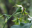 Annie Vibert rose photo
