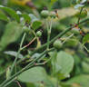 Brewood Belle rose photo