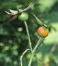Lord Scarman rose photo