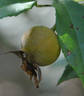 Papillon rose photo