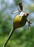 Urdh rose photo