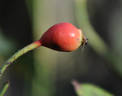 Annie Vibert rose photo