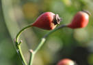 Annie Vibert rose photo