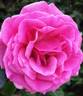 Flying Kiss ™ rose photo