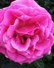Flying Kiss ™ rose photo