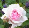 Ohio Belle rose photo