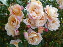 Calapuno rose photo