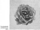 Teschendorff's Jubiläumsrose rose photo
