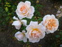 Isarperle rose photo