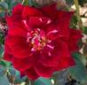 Crimson Promise rose photo