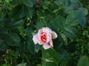 Vitalrose Hellmine rose photo