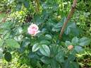 Vitalrose Hellmine rose photo