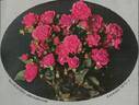 Teschendorff's Jubiläumsrose rose photo