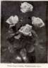 Türke's Rugosa Sämling rose photo