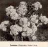 Susanna rose photo