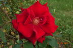 Perfectly Red ™ rose photo