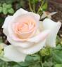 Choose Life rose photo