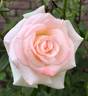 Choose Life rose photo