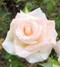 Choose Life rose photo