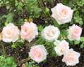 Choose Life rose photo