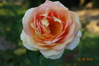 Arlequin rose photo