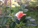 Vitalrose Hellmine rose photo