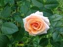 Vitalrose Hellmine rose photo