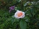 Vitalrose Hellmine rose photo